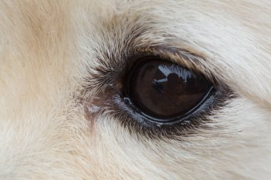 siyah gözünü beyaz köpek, görüntüyü kapat