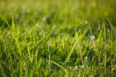 yeşil çimen çiçek alanı