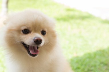 beyaz köpek yavrusu pomeranian köpek şirin evde beslenen hayvan gülümseme mutlu Bahçe