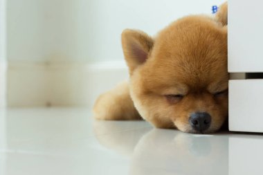 pomeranian köpek yavrusu köpek sevimli evcil hayvan uyku