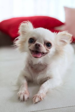 Chihuahua köpek şirin evde beslenen hayvan