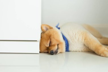 evde uyuyan pomeranian köpek yavrusu köpek