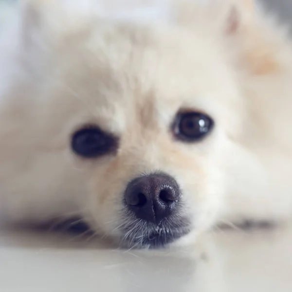 Branco pomeranian bonito cão — Fotografia de Stock