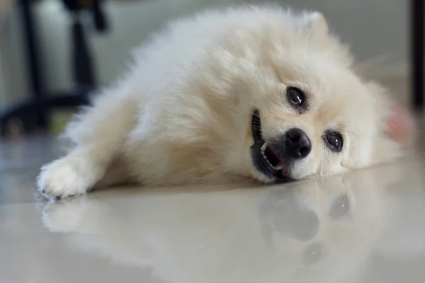 Blanco pomeranian lindo perro — Foto de Stock