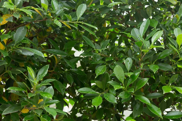 Regen druppel op de natuur van het groene blad — Stockfoto