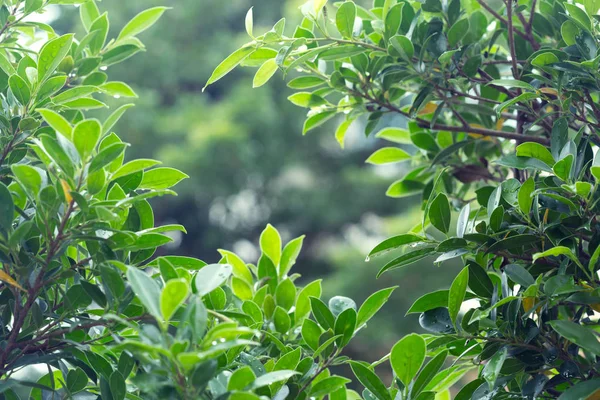 Goccia di pioggia acqua sull'albero delle foglie con luce verde bokeh in natura — Foto Stock