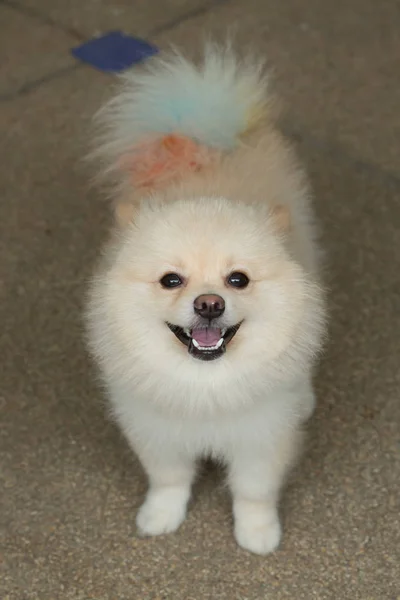 Cucciolo bianco pomerania cane peli corti toelettatura, simpatico animale domestico — Foto Stock