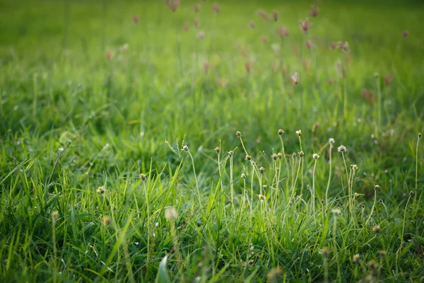 緑の草の花畑 — ストック写真