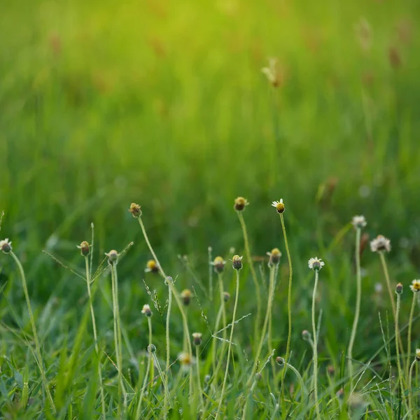 Grünes Grasblumenfeld — Stockfoto