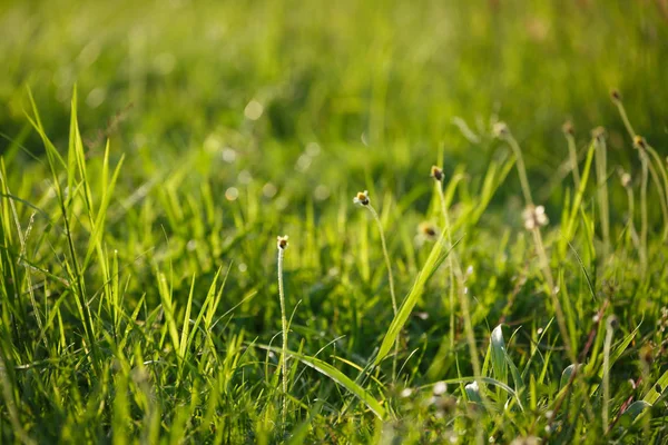 Erba verde campo di fiori — Foto Stock