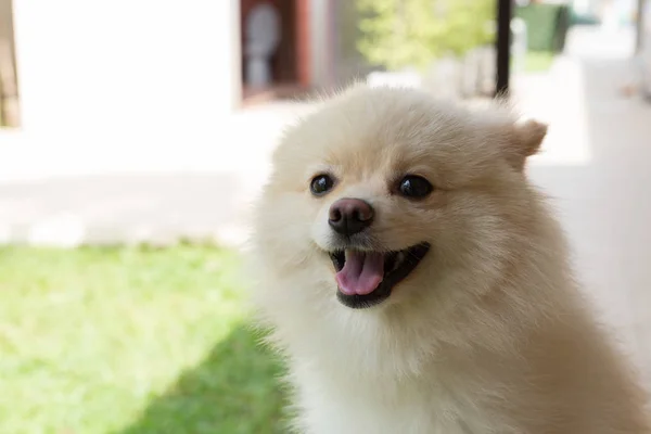 Λευκό κουτάβι pomeranian σκύλος χαριτωμένο κατοικίδιο ζώο χαμόγελο ευτυχισμένο στον κήπο — Φωτογραφία Αρχείου