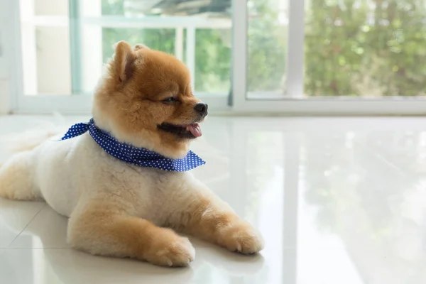 Cucciolo di cane pomerania carino animale domestico — Foto Stock