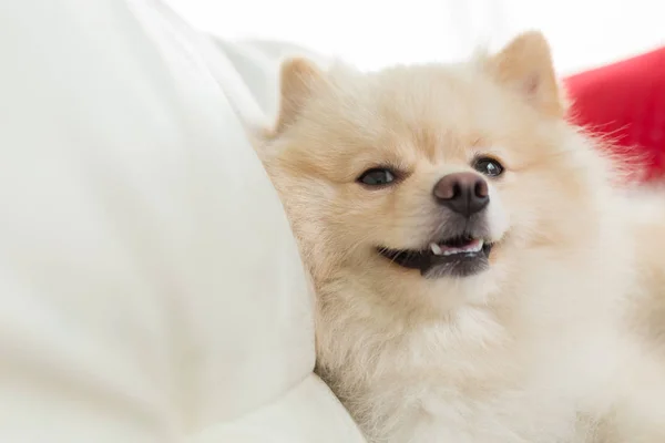 Pommeren hond schattig huisdier gelukkig glimlach in huis — Stockfoto