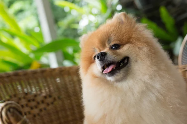 Glad pomeranian hund söt husdjur leende vänliga — Stockfoto