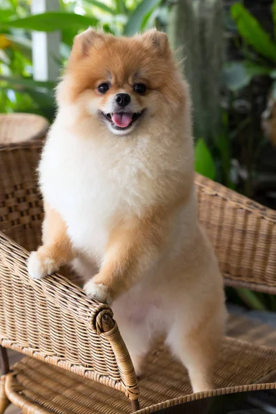 Glad pomeranian hund söt husdjur leende vänliga — Stockfoto