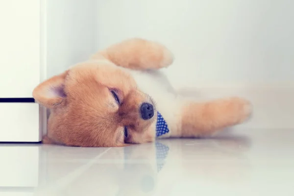 家で眠っているポメラニアン仔犬 — ストック写真