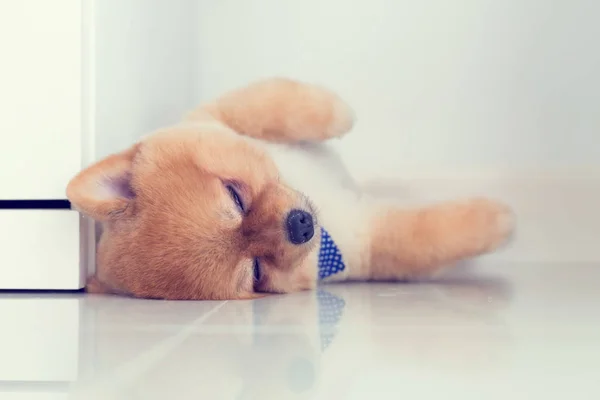 pomeranian puppy dog sleeping in home