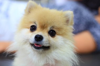 Pomeranian köpek sevimli mutlu gülümseme