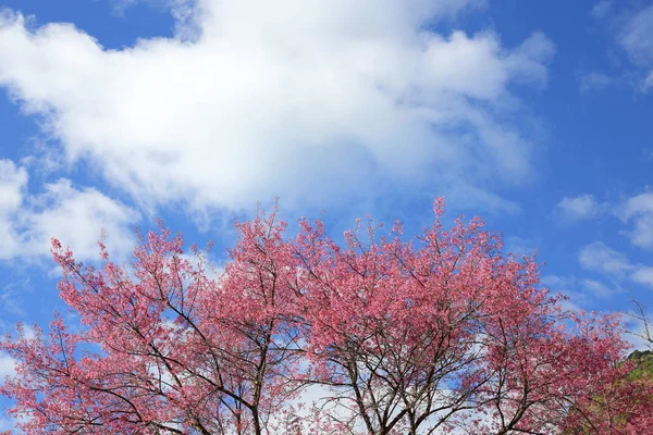 Beautiful pink cherry blossom flower blooming — Stock Photo, Image