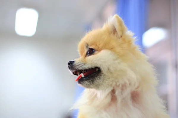 Pomeranian cão bonito sorriso feliz — Fotografia de Stock