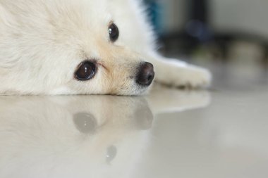 Beyaz pomeranian köpek