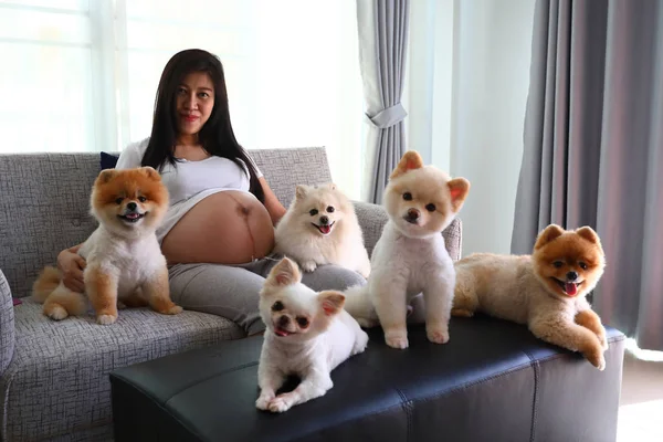 Wanita hamil dan anjing pomeranian lucu hewan peliharaan di ruang tamu — Stok Foto