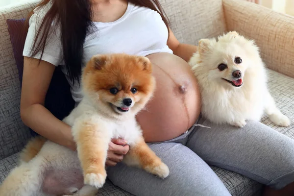 Kvinna som är gravid och pomeranian hund söta husdjur — Stockfoto