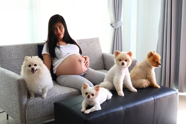 Wanita hamil dan anjing pomeranian lucu hewan peliharaan di ruang tamu — Stok Foto