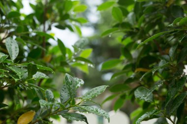 su çiğ damlası yaprak yeşil doğası üzerine