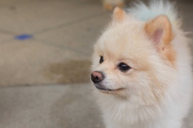 beyaz köpek yavrusu pomeranian köpek kısa saç damat, sevimli evcil hayvan