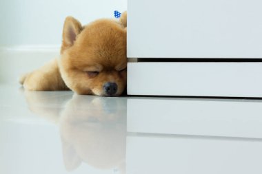 pomeranian köpek yavrusu köpek sevimli evcil hayvan uyku