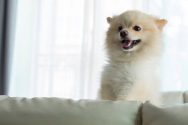 Pomeranian köpek şirin evde beslenen hayvan mutlu gülümseme içinde ev