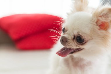 Beyaz chihuahua köpek şirin evde beslenen hayvan mutlu gülümseme
