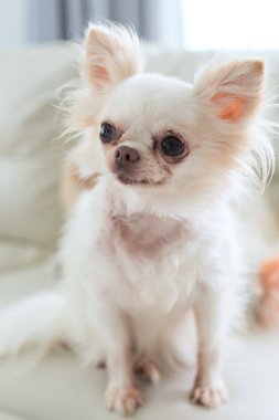 Chihuahua köpek şirin evde beslenen hayvan