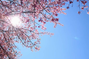 Güzel pembe kiraz çiçeği çiçek çiçeklenme