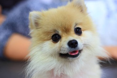 Pomeranian köpek sevimli mutlu gülümseme
