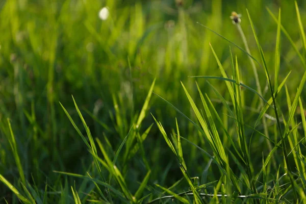 Erba verde campo di fiori — Foto Stock