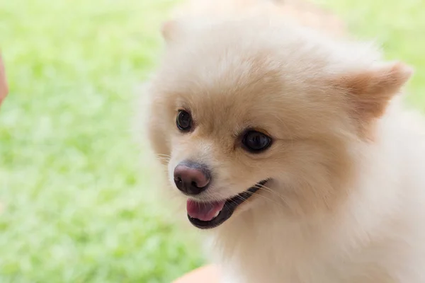 Vit valp pomeranian hund söt husdjur leende glad i trädgården — Stockfoto