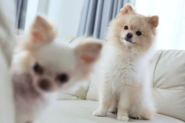 Cachorro pomeranian y chihuahua perro lindo mascota feliz sonrisa —  Fotos de Stock