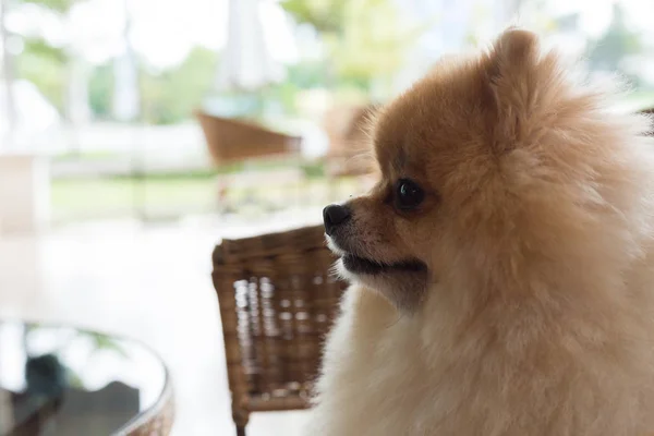 Щасливий португальський собака милий собака посміхається доброзичливий — стокове фото