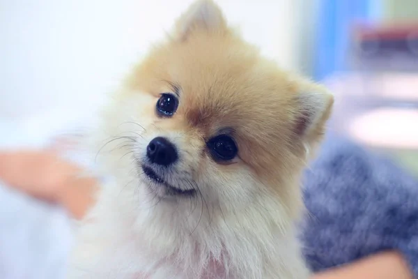 Pomeranian hund söt lyckligt leende — Stockfoto