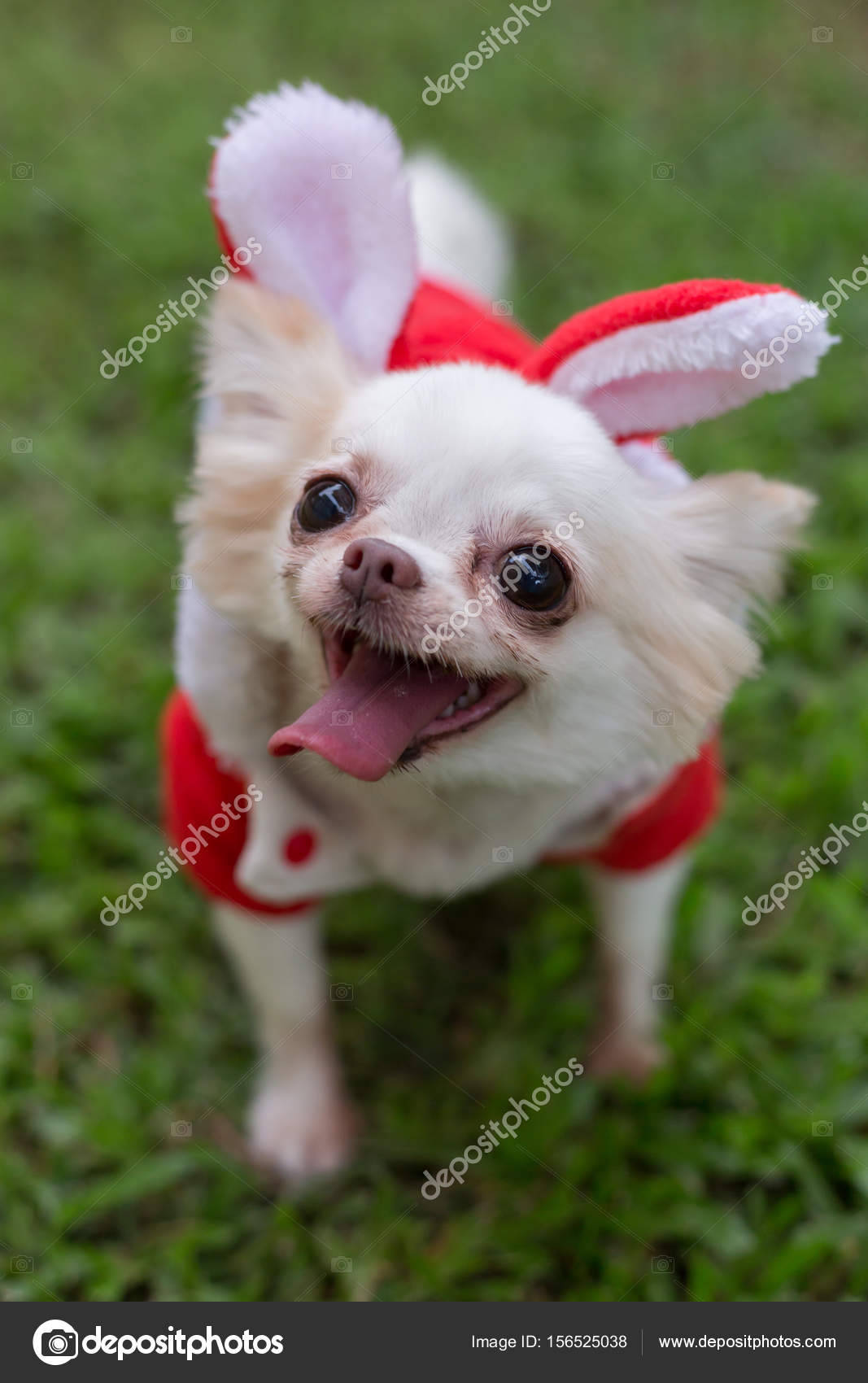 happy chihuahua