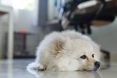 Beyaz pomeranian köpek