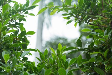 yeşil ışık bokeh ile ağaç yaprak yağmur damla su