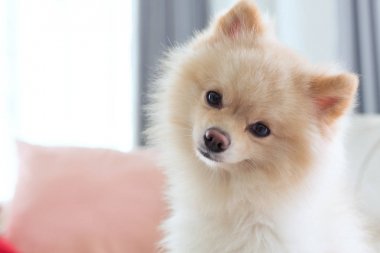 pomeranian köpek çehresini soru