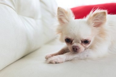 Chihuahua köpek şirin evde beslenen hayvan