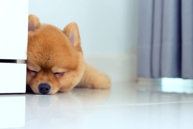 Uyuyan pomeranian köpek yavrusu köpek