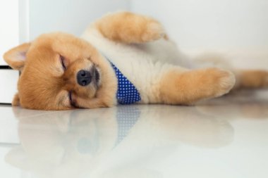 evde uyuyan pomeranian köpek yavrusu köpek