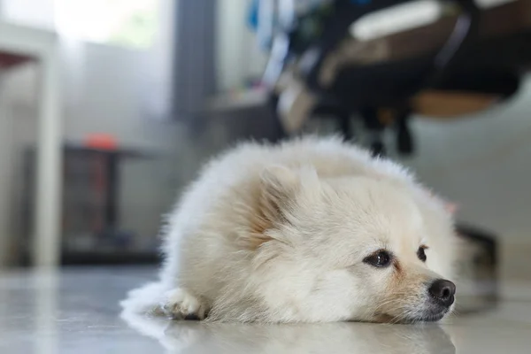 Branco pomeranian bonito cão — Fotografia de Stock