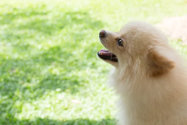 Vit valp pomeranian hund söt husdjur leende glad i trädgården — Stockfoto